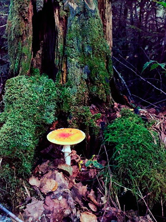 Радченко Анна Александровна «Хоть говорят, что дождь грибной - он совсем обычный. И всегда после него рост грибов отличный!»